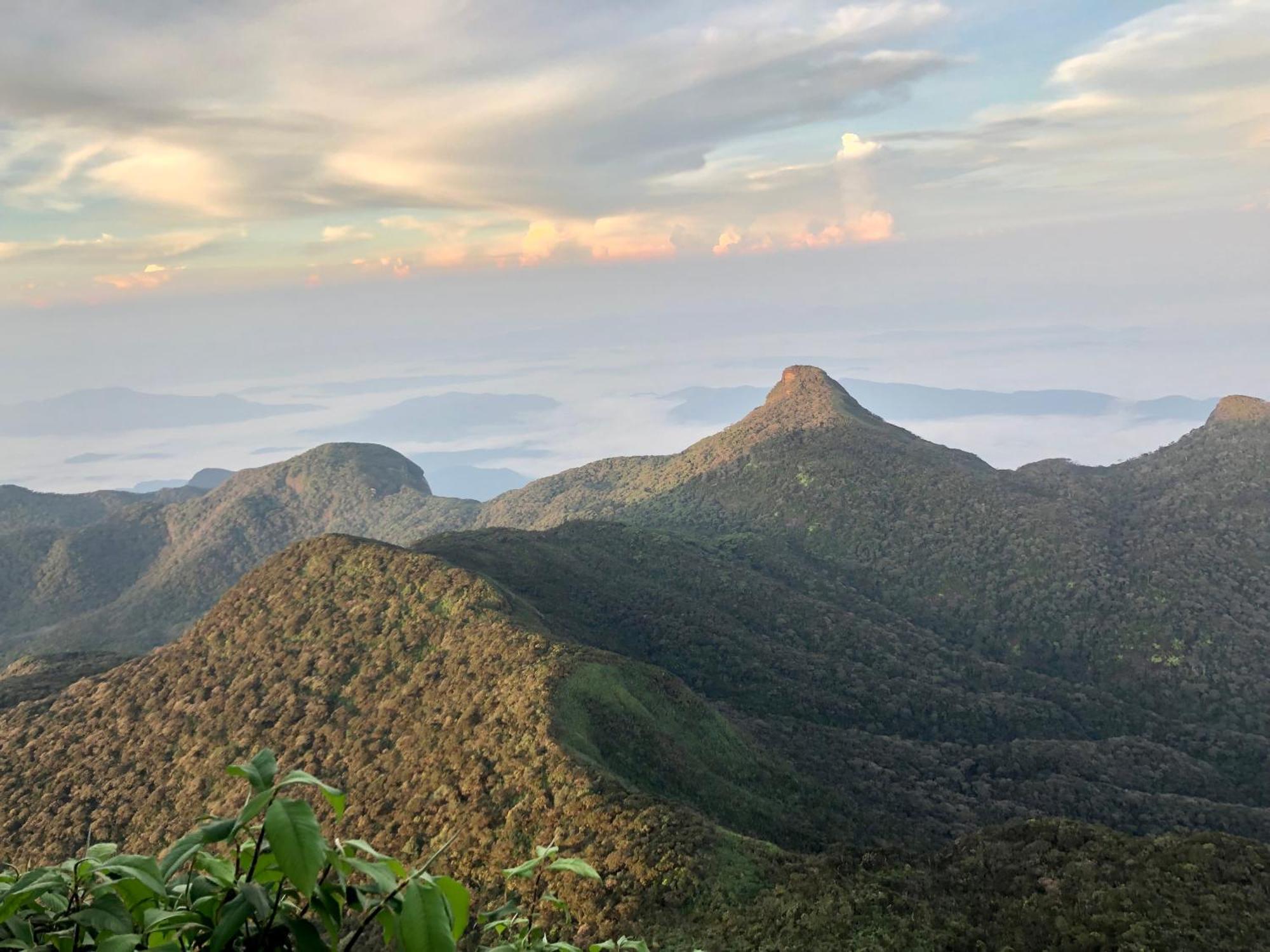 Hotel Mango Tree Nearest Adam'S Peak Nallathanniya Eksteriør billede